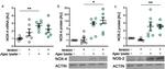 NOX4 Antibody in Western Blot (WB)