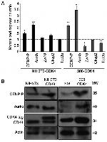 CENPP Antibody in Western Blot (WB)