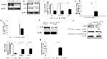 HERV Antibody in Western Blot (WB)