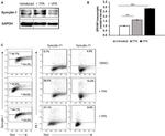 HERV Antibody in Western Blot (WB)
