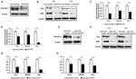 HERV Antibody in Western Blot (WB)