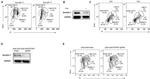 HERV Antibody in Western Blot (WB)