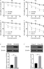 PUM1 Antibody in Western Blot (WB)
