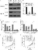 PUM1 Antibody in Western Blot (WB)