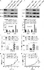 PUM1 Antibody in Western Blot (WB)