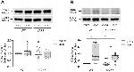 COX1 Antibody in Western Blot (WB)