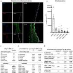 CD45 Antibody in Immunohistochemistry, Immunocytochemistry (IHC, ICC/IF)