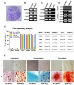 CD105 Antibody in Flow Cytometry (Flow)