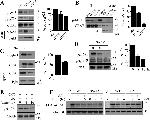 Phospho-c-Raf (Ser621) Antibody in Western Blot (WB)