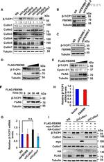 FBXW8 Antibody in Western Blot (WB)