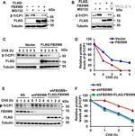 FBXW8 Antibody in Western Blot (WB)