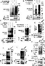 FBXW8 Antibody in Western Blot (WB)