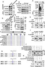 FBXW8 Antibody in Western Blot (WB)