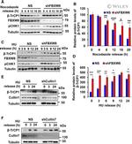 FBXW8 Antibody in Western Blot (WB)