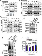 FBXW8 Antibody in Western Blot (WB)