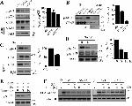 Phospho-c-Raf (Ser621) Antibody in Western Blot (WB)