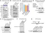 PPAT Antibody in Western Blot (WB)