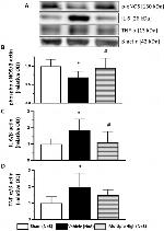 Phospho-eNOS (Ser1177) Polyclonal Antibody