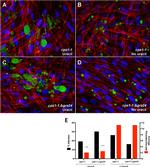 Toxoplasma gondii Polyclonal Antibody, FITC