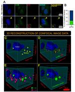 Lipid A LPS Polyclonal Antibody