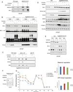 FUNDC1 Antibody in Western Blot (WB)
