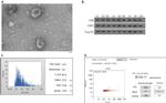 TAP Tag Antibody in Western Blot (WB)