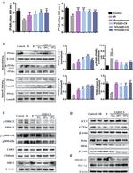 OR13D1 Antibody in Western Blot (WB)