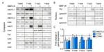 AMOTL2 Antibody in Western Blot (WB)