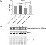 Coronavirus Spike Protein Antibody in Western Blot (WB)