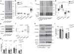 eIF4E2 Antibody in Western Blot (WB)