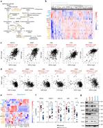 CDO1 Antibody in Western Blot (WB)