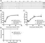 Vaccinia Virus Polyclonal Antibody