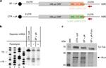 Renilla luciferase Antibody in Western Blot (WB)