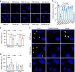 6x-His Tag (C-term) Antibody in ELISA (ELISA)