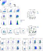 TCR delta Antibody in Flow Cytometry (Flow)