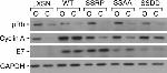 HPV Type 16 E7 Antibody in Western Blot (WB)