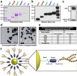 6x-His Tag (C-term) Antibody in Western Blot (WB)