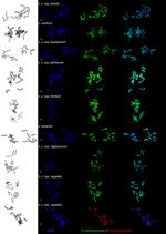 5-Methylcytosine Antibody in Immunocytochemistry (ICC/IF)