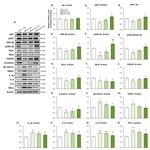 IL-6 Antibody in Western Blot (WB)