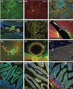 CD3e Antibody in Immunohistochemistry, Immunohistochemistry (PFA fixed) (IHC, IHC (PFA))
