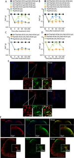 CGRP Polyclonal Antibody