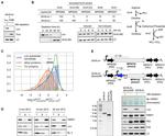 Firefly luciferase Antibody in Western Blot (WB)