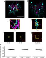 Connexin 30.2 Antibody in Immunohistochemistry (PFA fixed), Immunocytochemistry (IHC (PFA), ICC/IF)