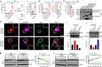 Actin Antibody in Western Blot (WB)
