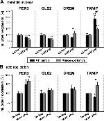 PER3 Antibody in Western Blot (WB)