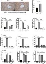 USP4 Antibody in Immunohistochemistry, Immunohistochemistry (Paraffin) (IHC, IHC (P))