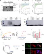 V5 Tag Antibody in Immunocytochemistry (ICC/IF)