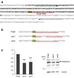 PRKAR1B Antibody in Western Blot (WB)