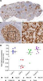 CD4 Antibody in Immunohistochemistry (Paraffin) (IHC (P))
