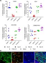 CD4 Antibody in Immunocytochemistry (ICC/IF)